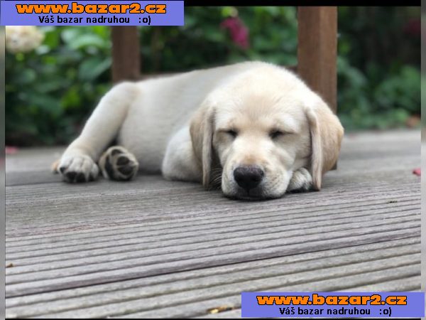 Labrador - krásná štěňátka BÍLÝ a ČERNÁ s PP