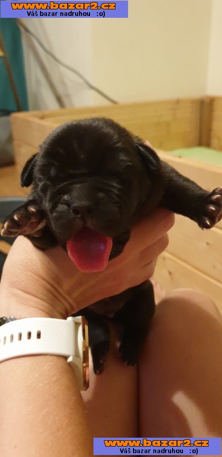 Štěnátka Cane Corso s PP