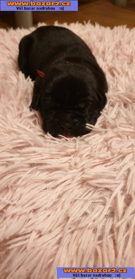 Štěnátka Cane Corso s PP