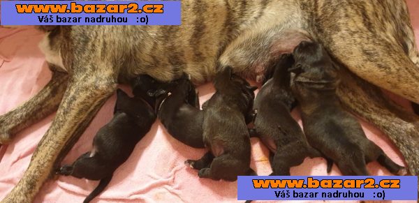 Štěnátka Cane Corso s PP