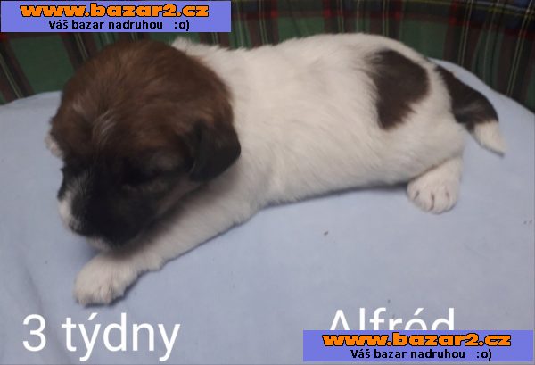 JRT štěně