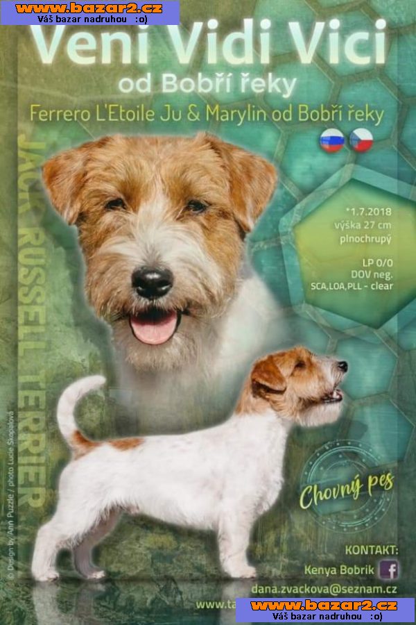 JRT štěně