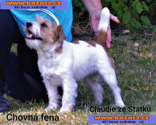 JRT štěně