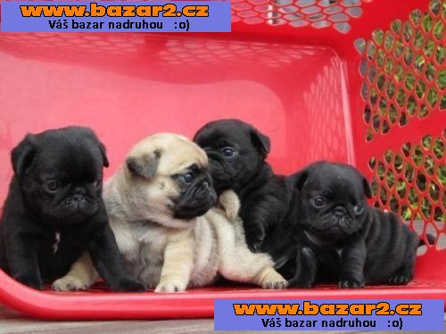 Mops štěňata s PP