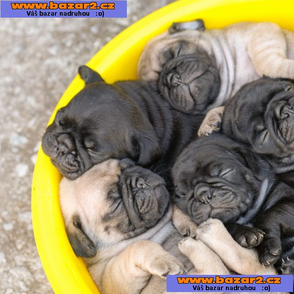 Mops štěňata s PP