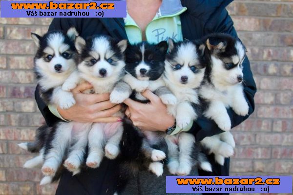 Pomsky psi jsou k dispozici pro dobré rodiny.