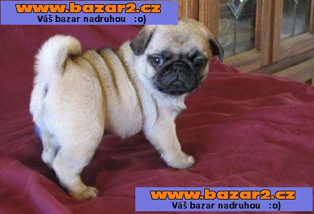 Rozkošná štěňata Pug