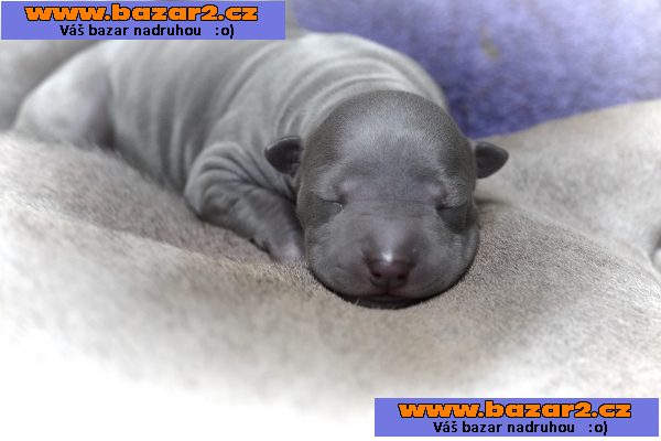 Thajský ridgeback - Exkluzivní modrá štěňata s PP