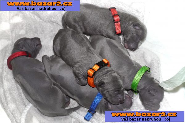 Thajský ridgeback - Exkluzivní modrá štěňata s PP
