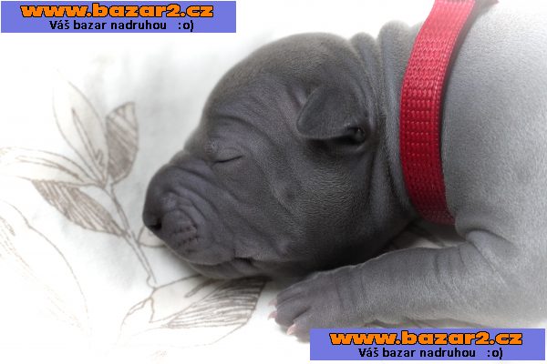 Thajský ridgeback - Exkluzivní modrá štěňata s PP