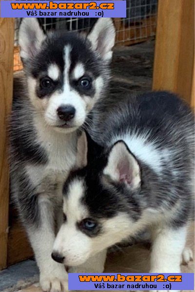 čisté plemeno sibiřský husky hledající mou navždy rodinu.