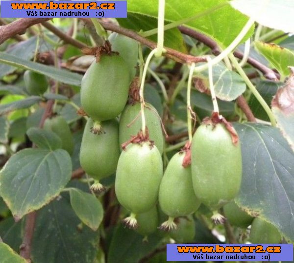 2 Kiwi issai