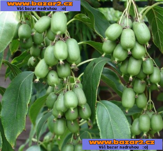 2 Kiwi issai