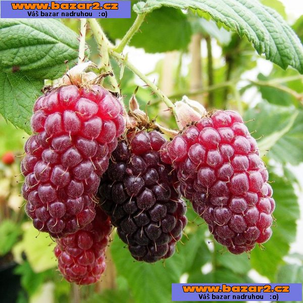 Malinoostružina TAYBERRY (Beztrnná)