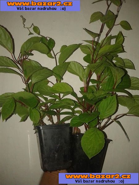 KLANOPRAŠKA čínská (Schisandra chinensis)