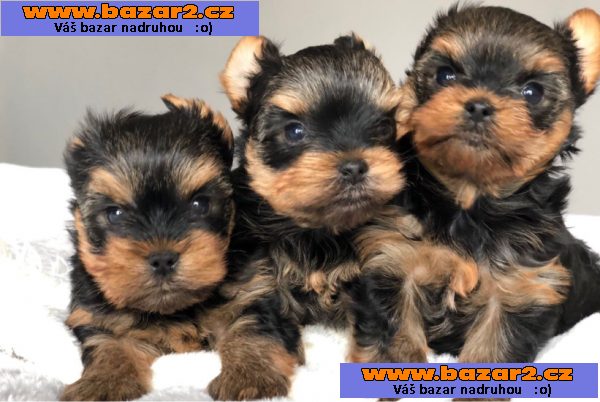 Krásná štěňátka Yorkie pro dobrý domov