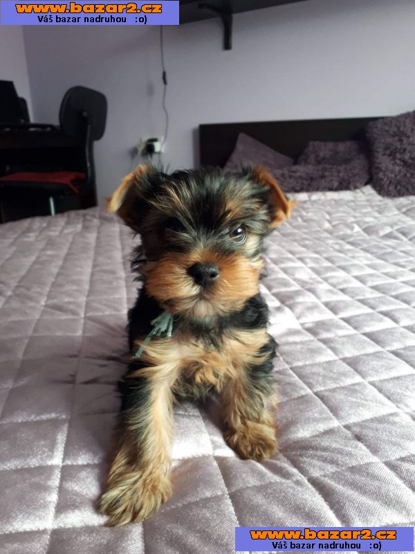 Krásná štěňátka Yorkie pro dobrý domov