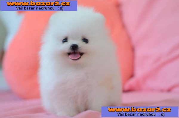 Ohromující pomeranská štěňata