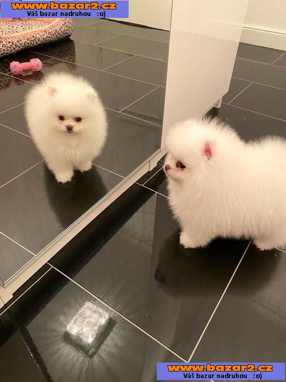 Ohromující pomeranská štěňata