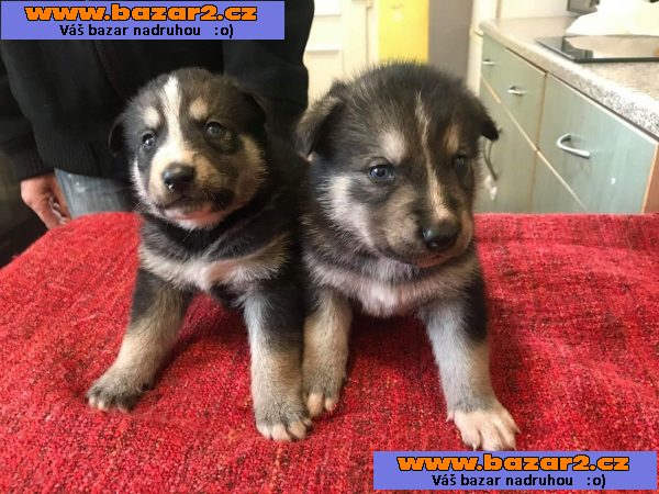 Sibiřský husky štěňata na prodej
