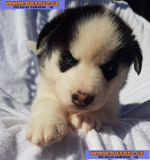 Sibiřský husky štěňata na prodej