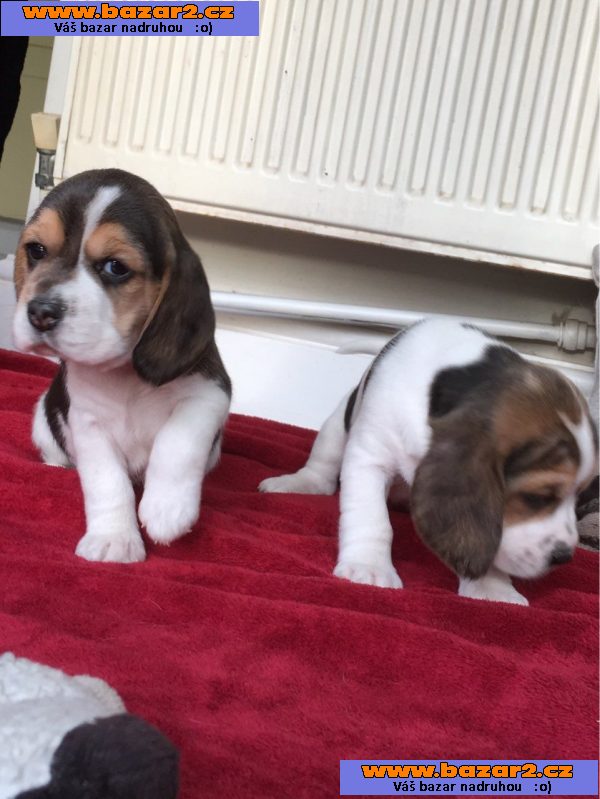 Beagle Puppys