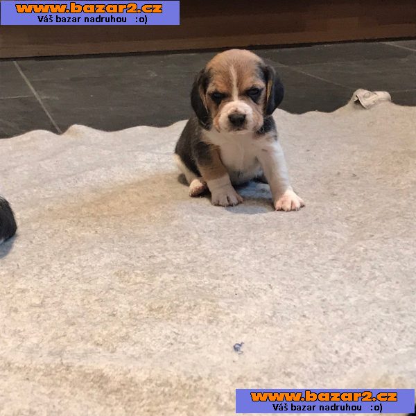 Beagle Puppys