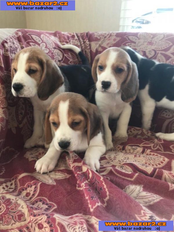 Beagle Puppys