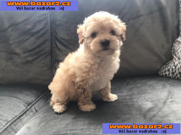 Cavapoo Štěňata 