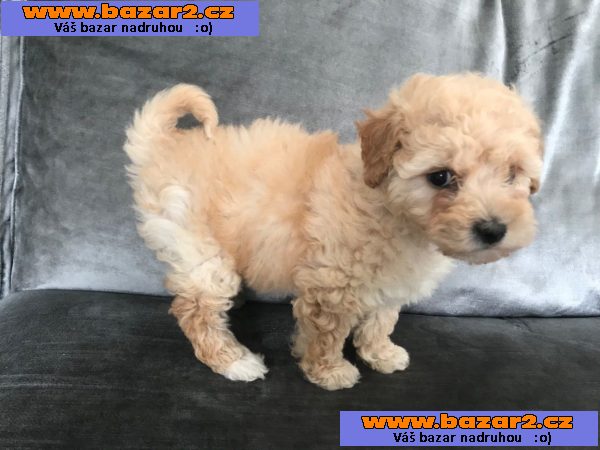 Cavapoo Štěňata 