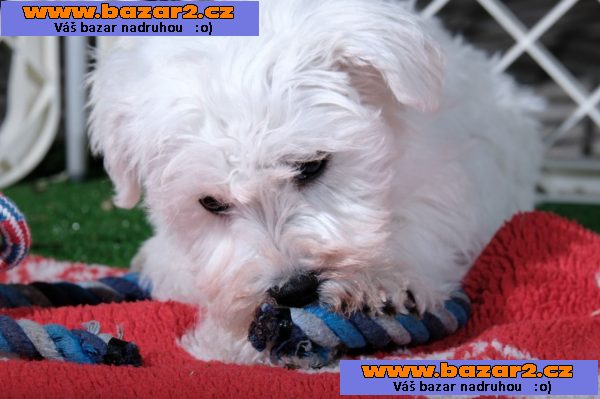 Krásný chlapec Bichon Frise