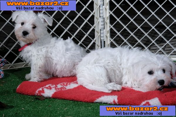 Krásný chlapec Bichon Frise