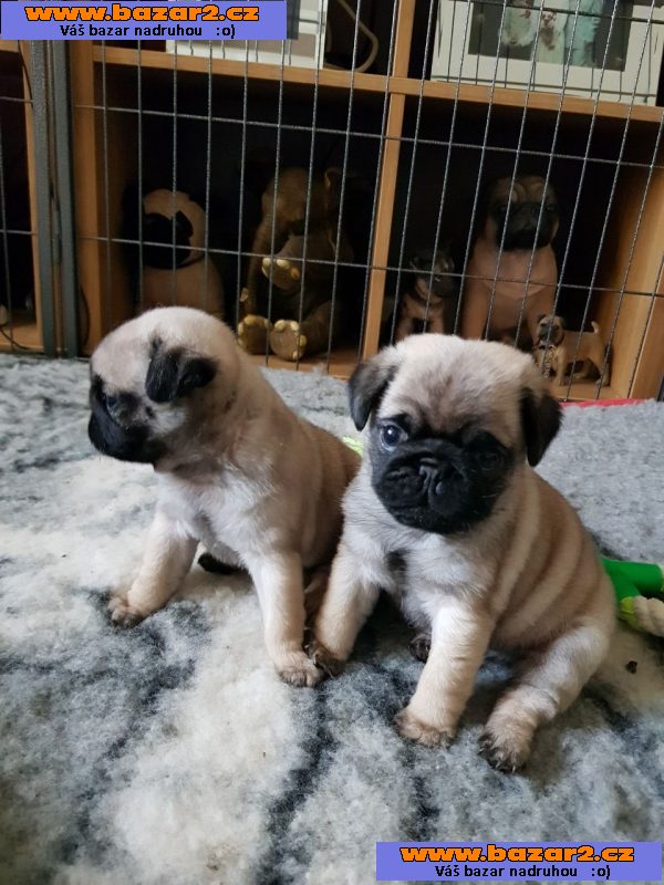 Mops štěňata. Chlapci a Gilrs