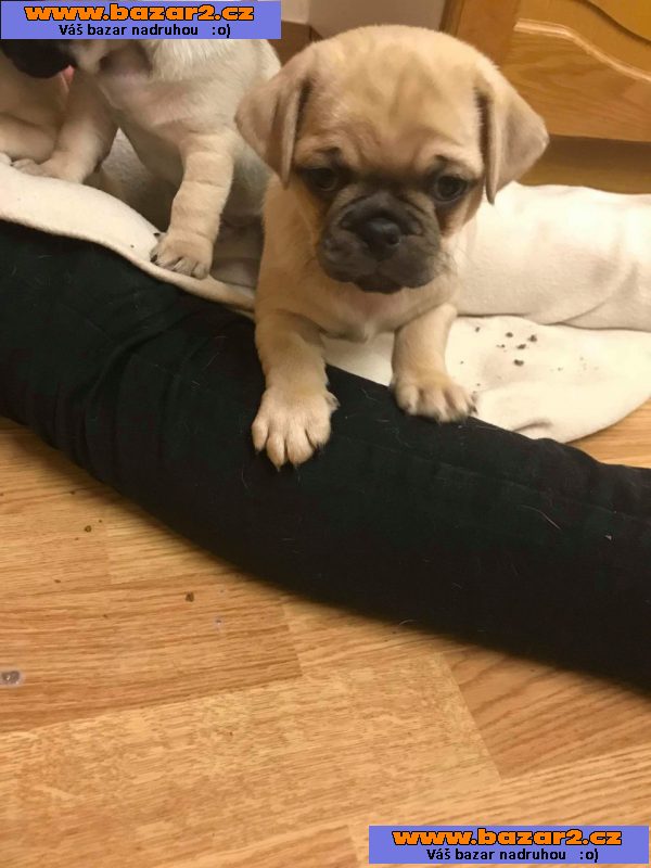 Mops štěňata. Chlapci a Gilrs