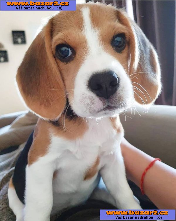 Bígl tricolor