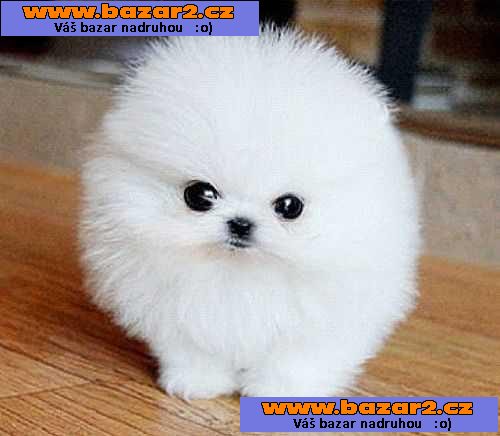 Úžasný pomeranian štěňátka na prodej