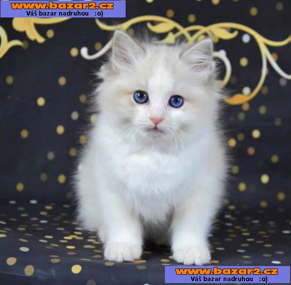 Ragdoll koťata nádherná miminka.