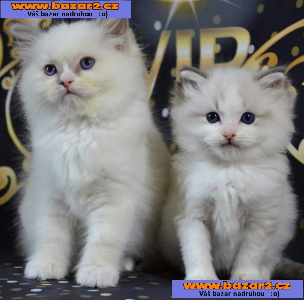 Ragdoll koťata nádherná miminka.