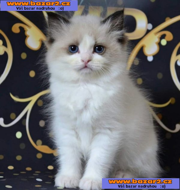 Ragdoll koťata nádherná miminka.
