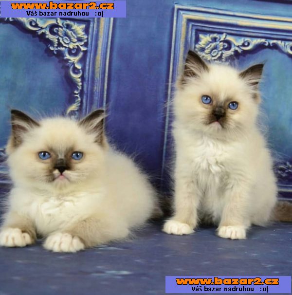 Ragdoll kotata na prodej