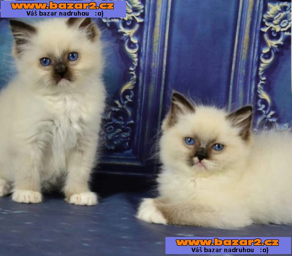 Ragdoll kotata na prodej