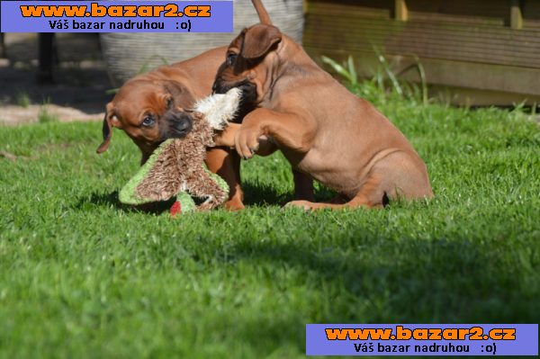 Rhodéský ridgeback na prodej s PP