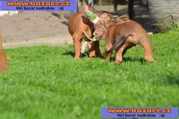 Rhodéský ridgeback na prodej s PP