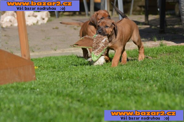 Rhodéský ridgeback na prodej s PP