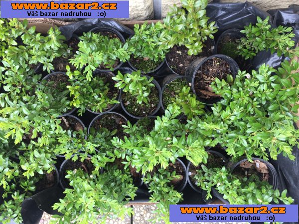 Sazeničky krušpánku /buxus/