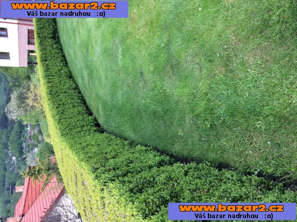Sazeničky krušpánku /buxus/