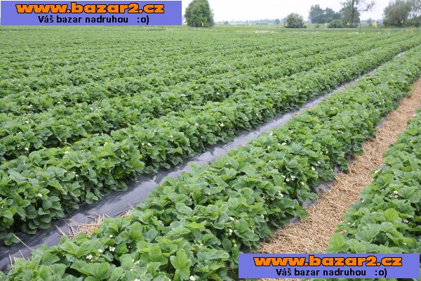Jahody sprzedaż-2, inzerce-cz.cz Jahody sprzedaż