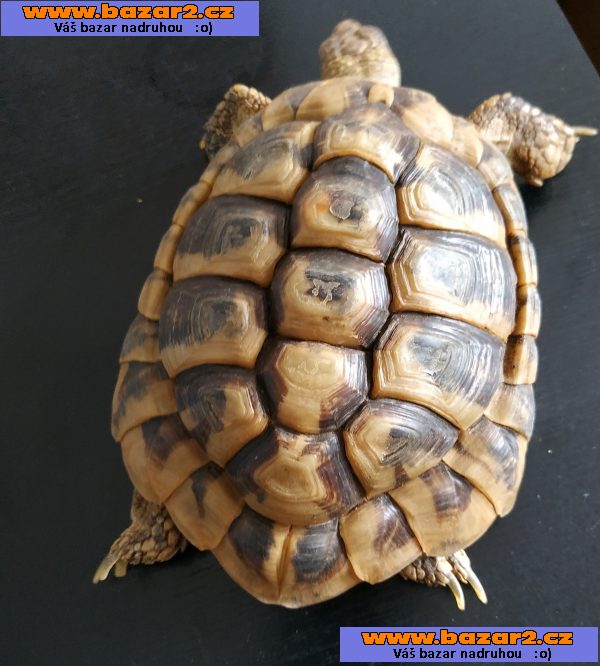 Suchozemská želva - Testudo Hermanni - 10 letý samec