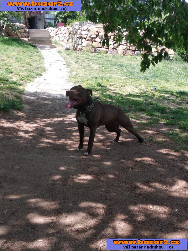 Americký pitbull teriér s pp