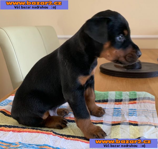 Krásná štěňata dobermana registrovaná v Kc,